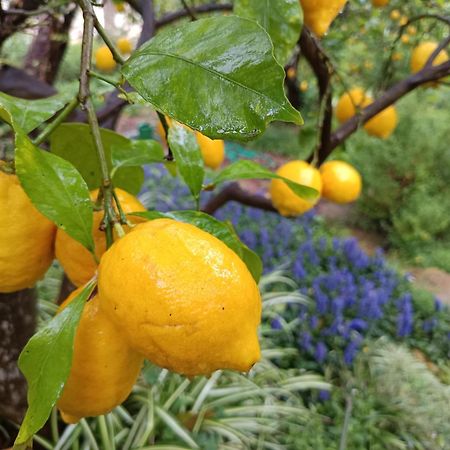 Olive Lemon Biophilic House & Lush Forest Garden Vámos Extérieur photo