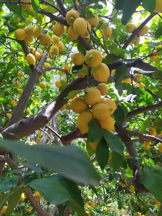 Olive Lemon Biophilic House & Lush Forest Garden Vámos Extérieur photo