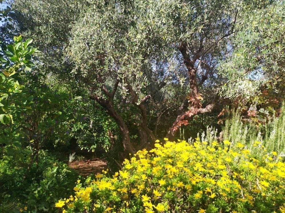 Olive Lemon Biophilic House & Lush Forest Garden Vámos Extérieur photo