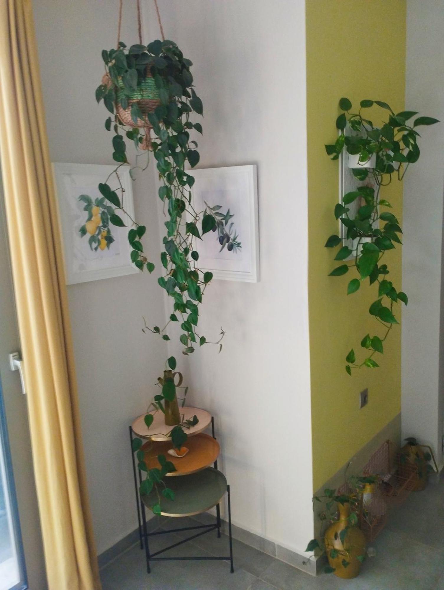 Olive Lemon Biophilic House & Lush Forest Garden Vámos Extérieur photo
