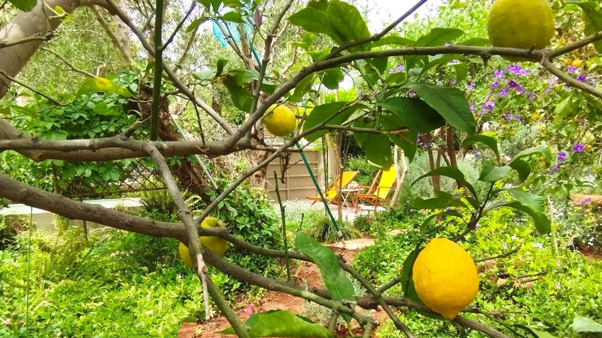 Olive Lemon Biophilic House & Lush Forest Garden Vámos Chambre photo