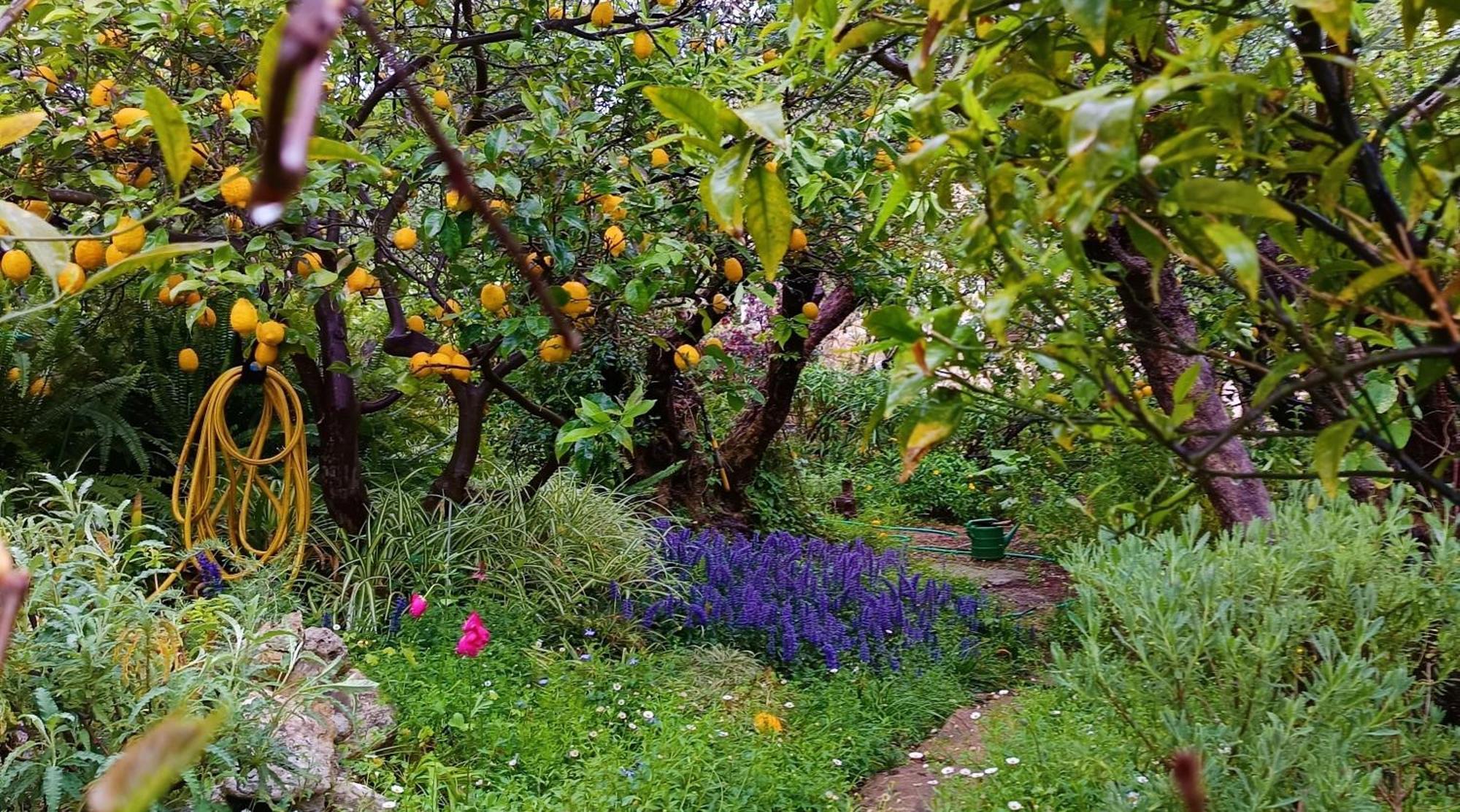 Olive Lemon Biophilic House & Lush Forest Garden Vámos Extérieur photo