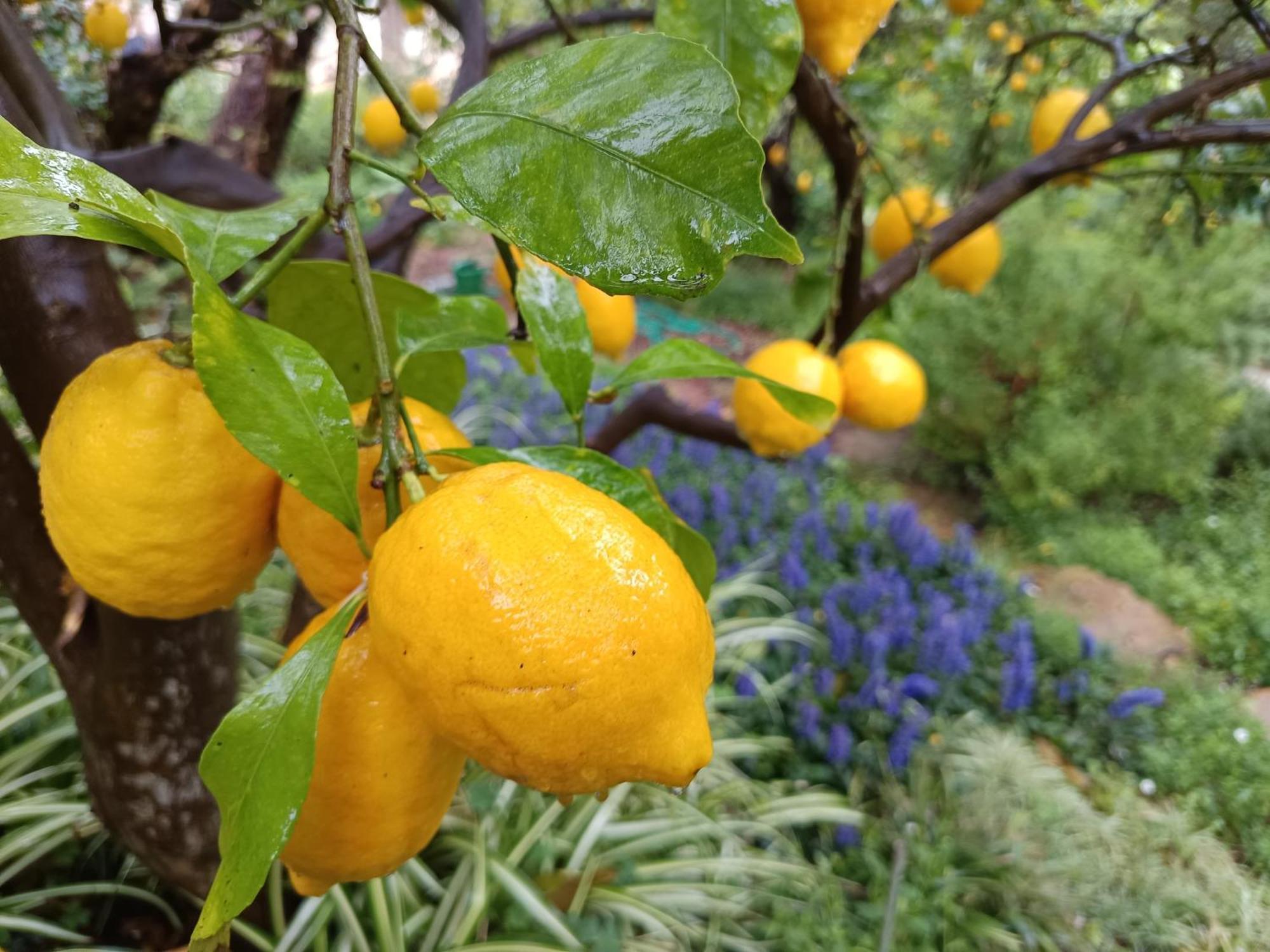 Olive Lemon Biophilic House & Lush Forest Garden Vámos Extérieur photo
