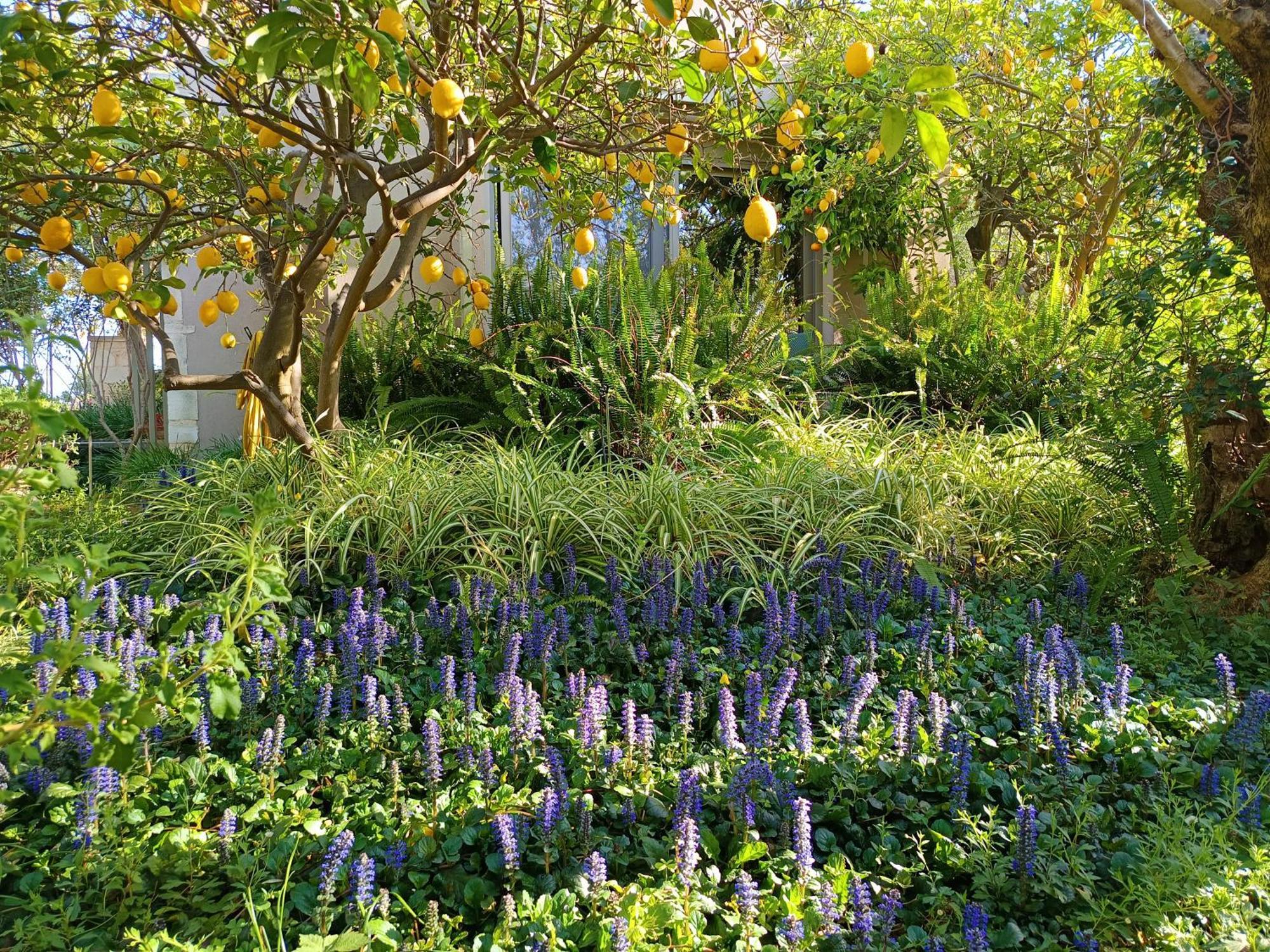 Olive Lemon Biophilic House & Lush Forest Garden Vámos Extérieur photo